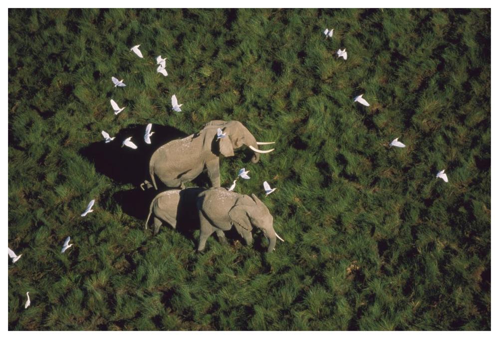 African Elephant Parents And Two Calves With Cattle Egret Flock, Kenya-Paper Art-62X42