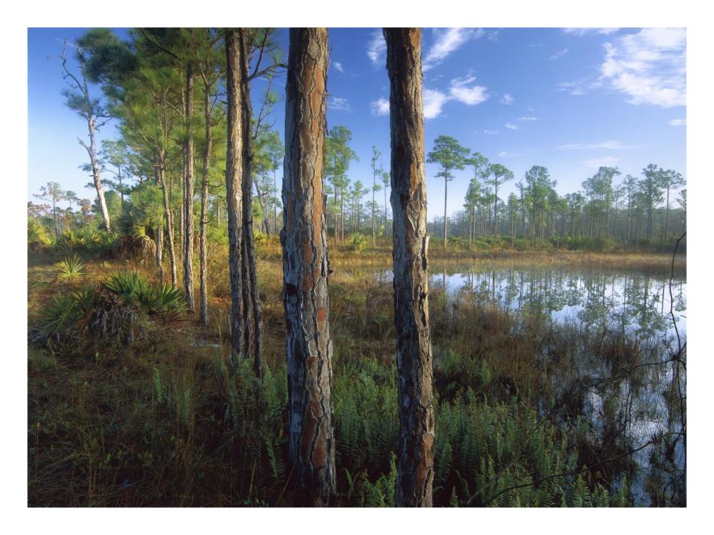 Pond Near The Loxahatchee River, Jonathan Dickinson State Park, Florida-Paper Art-26X20