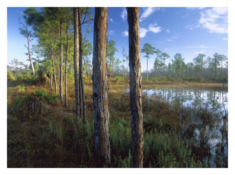 Pond Near The Loxahatchee River, Jonathan Dickinson State Park, Florida-Paper Art-34X26