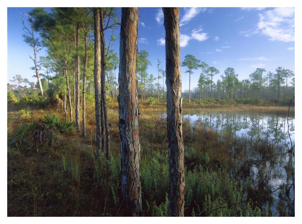 Pond Near The Loxahatchee River, Jonathan Dickinson State Park, Florida-Paper Art-42X32