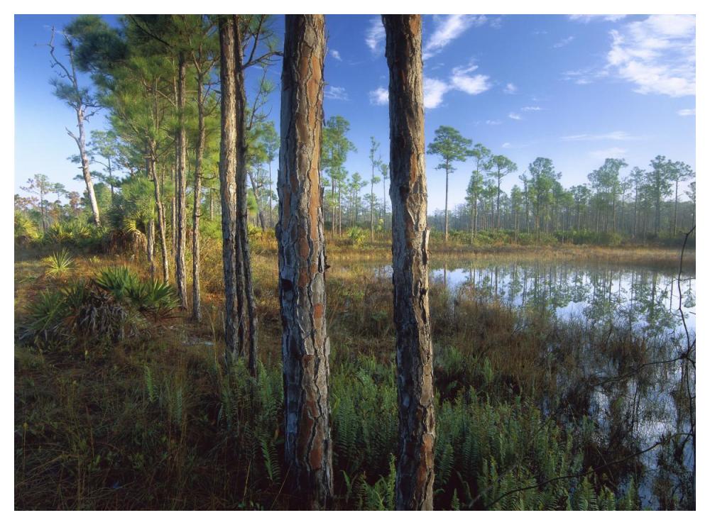 Pond Near The Loxahatchee River, Jonathan Dickinson State Park, Florida-Paper Art-50X38