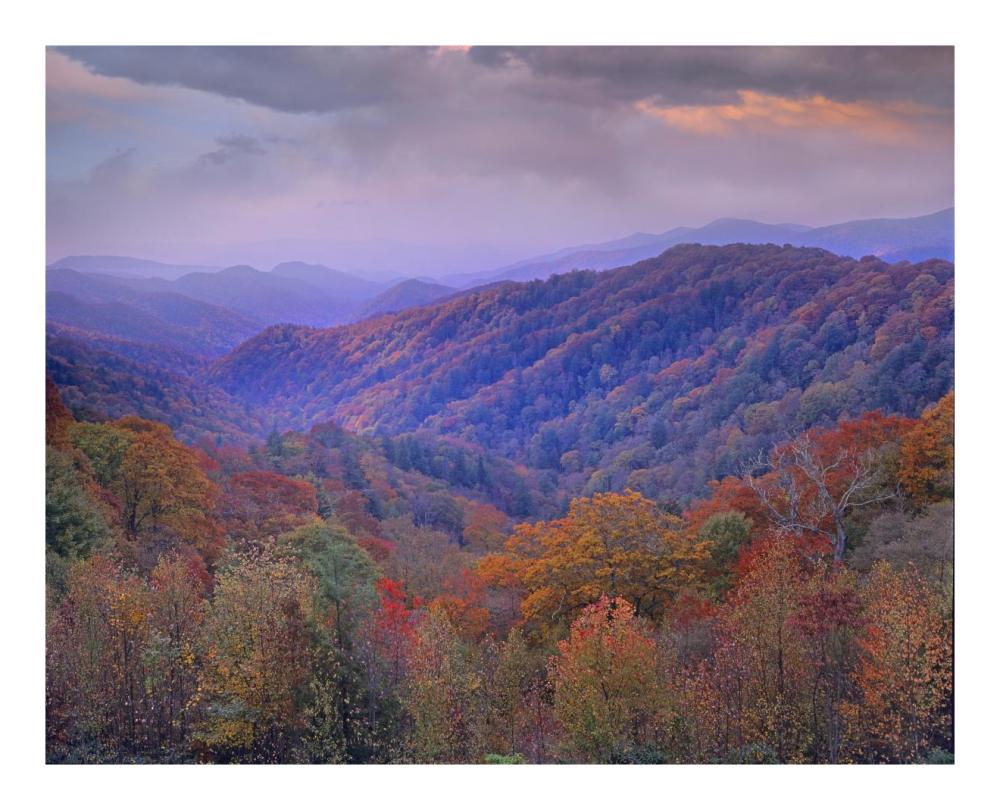 Autumn Deciduous Forest, Great Smoky Mountains National Park, Tennessee-Paper Art-22X18