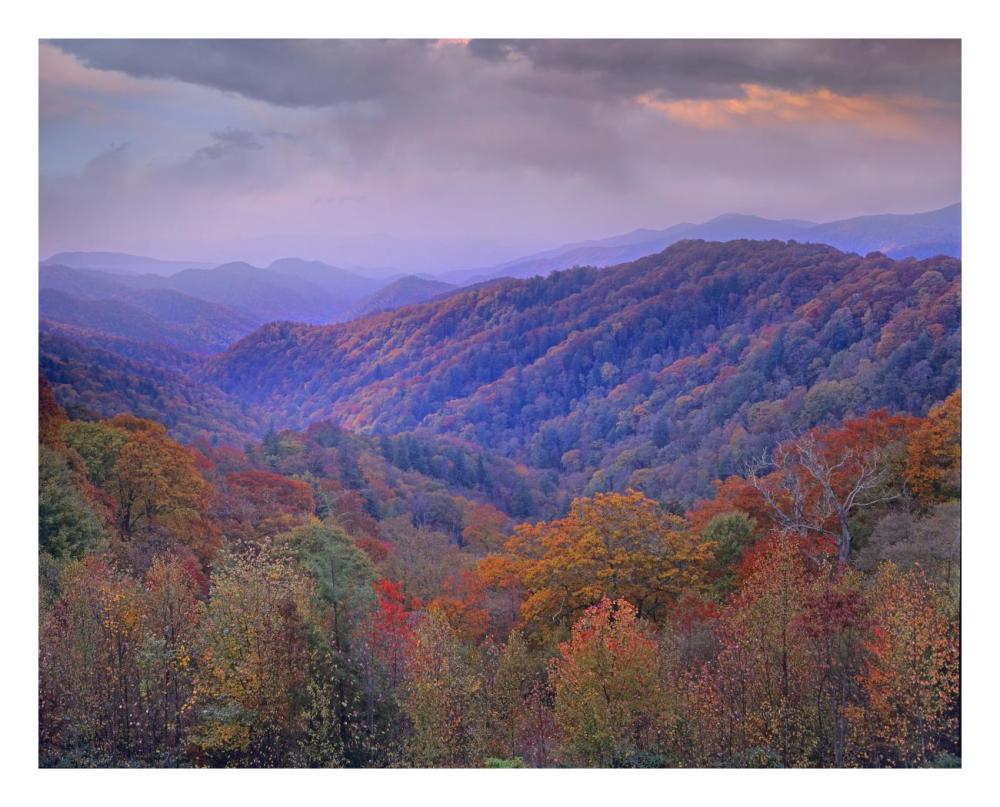 Autumn Deciduous Forest, Great Smoky Mountains National Park, Tennessee-Paper Art-26X22