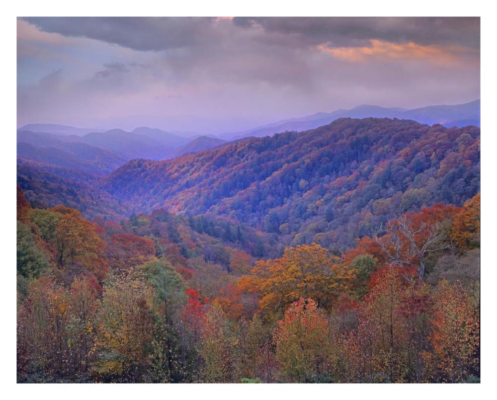 Autumn Deciduous Forest, Great Smoky Mountains National Park, Tennessee-Paper Art-30X24