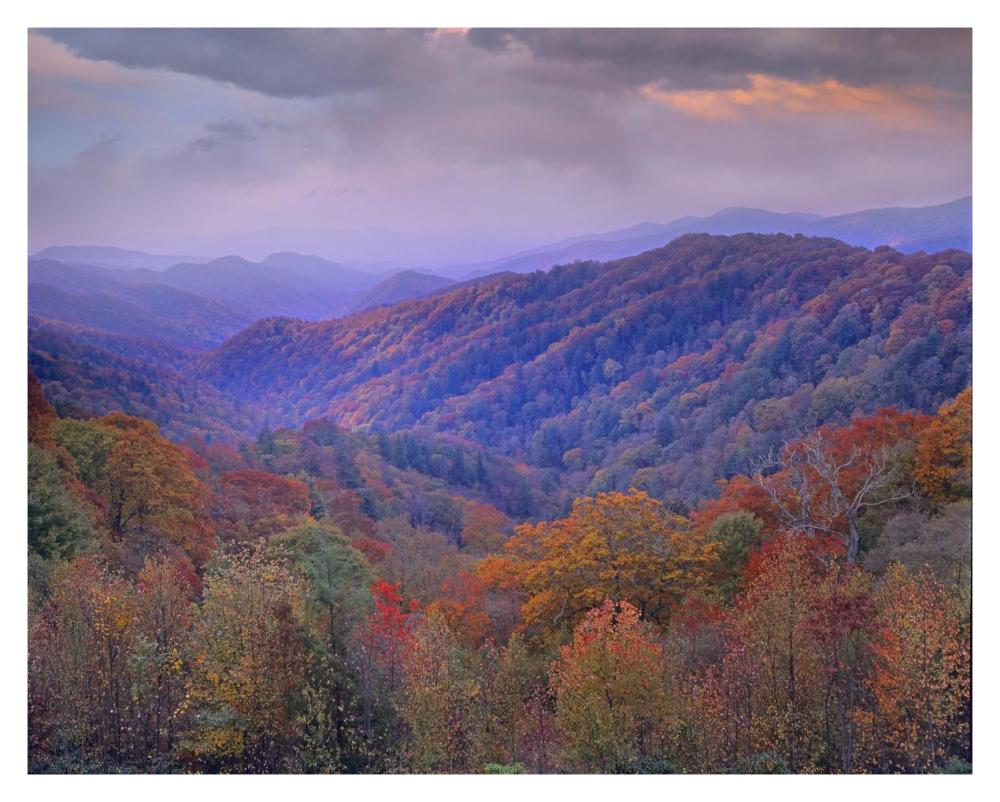 Autumn Deciduous Forest, Great Smoky Mountains National Park, Tennessee-Paper Art-37X30