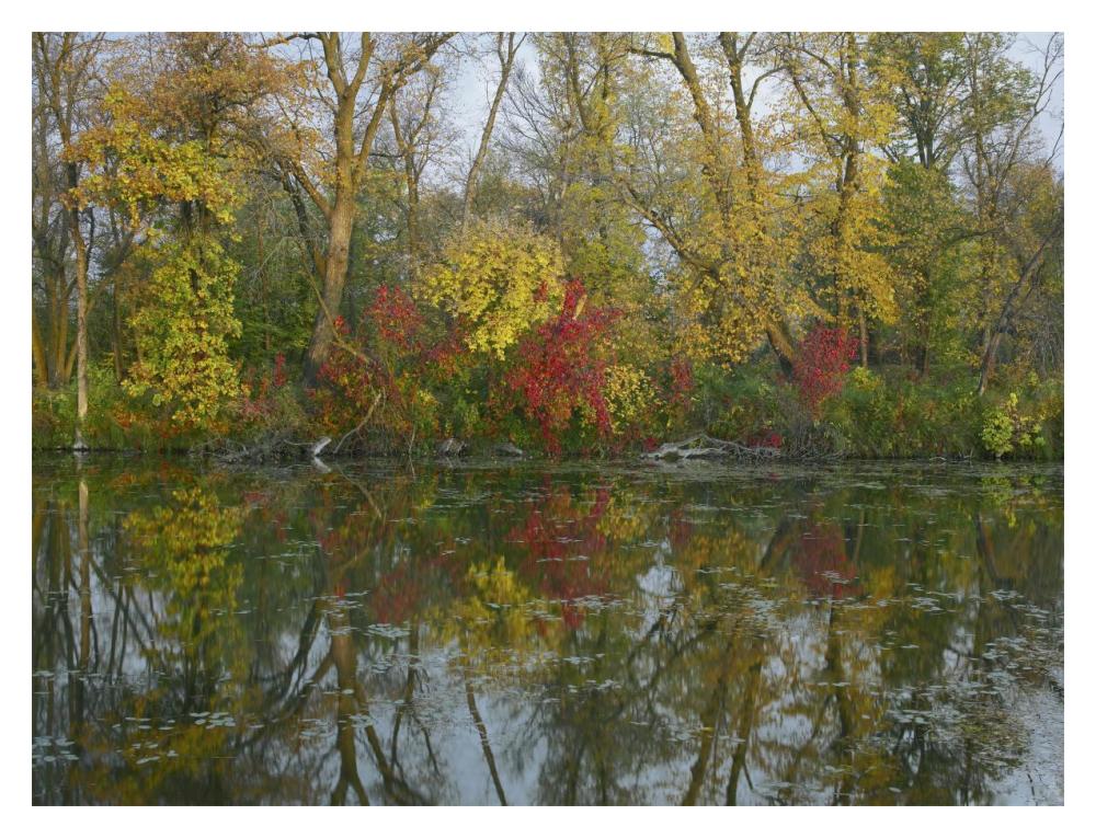 Autumn Reflection On Marsh'S Lake, Spruce Woods Provincial Park, Canada-Paper Art-18X14