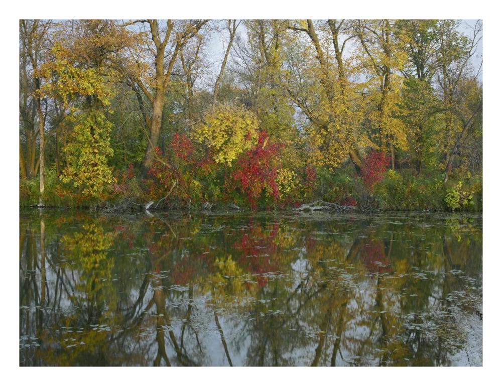 Autumn Reflection On Marsh'S Lake, Spruce Woods Provincial Park, Canada-Paper Art-26X20