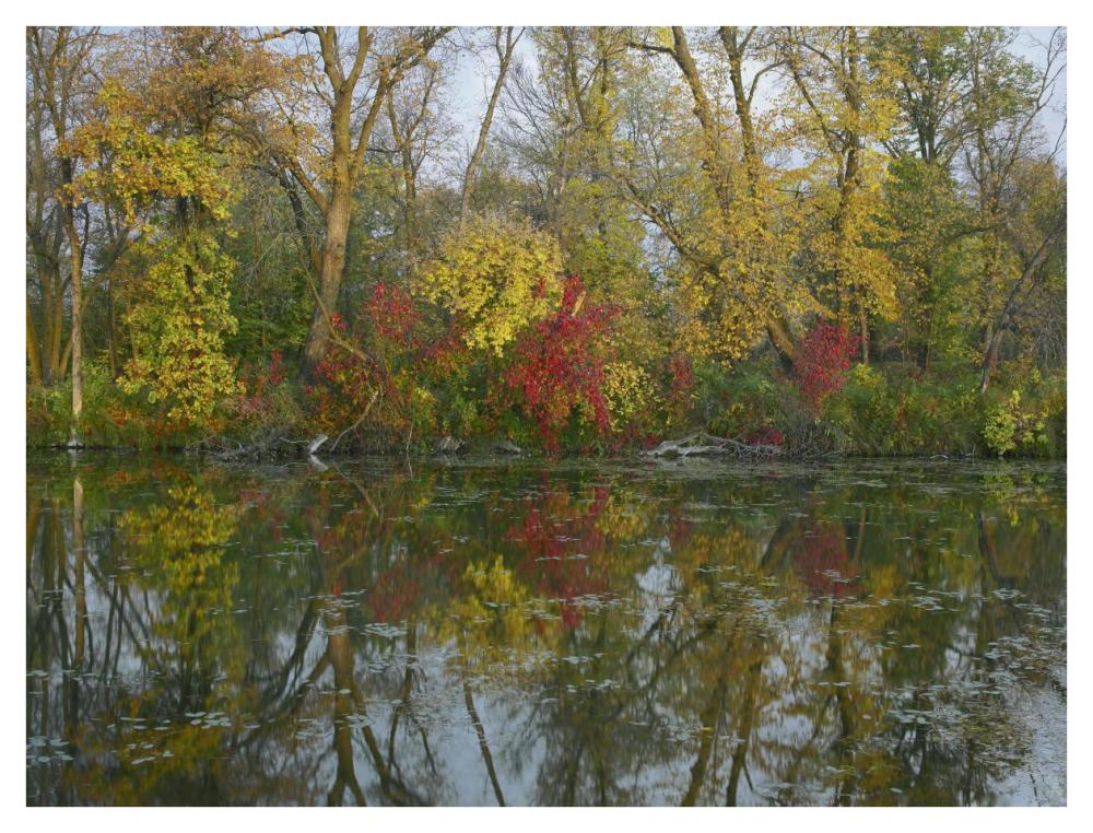 Autumn Reflection On Marsh'S Lake, Spruce Woods Provincial Park, Canada-Paper Art-42X32