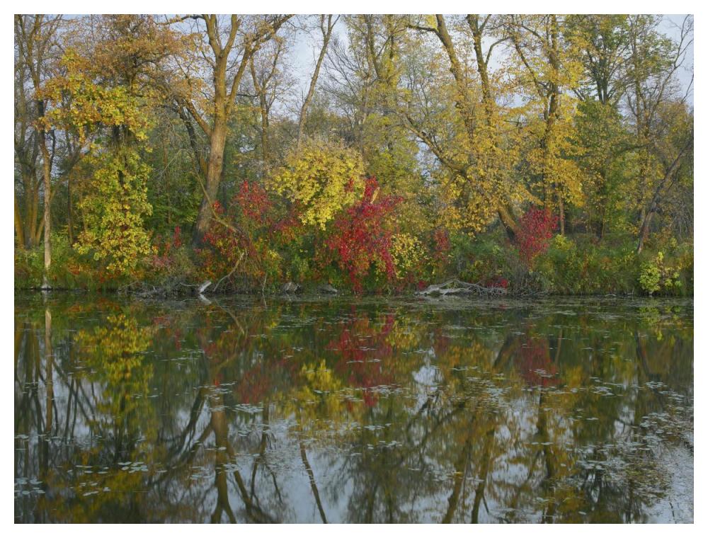 Autumn Reflection On Marsh'S Lake, Spruce Woods Provincial Park, Canada-Paper Art-50X38