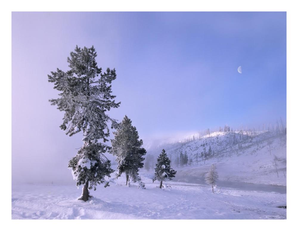 Snow-Covered Pines With Half Moon In Yellowstone National Park, Wyoming-Paper Art-26X20