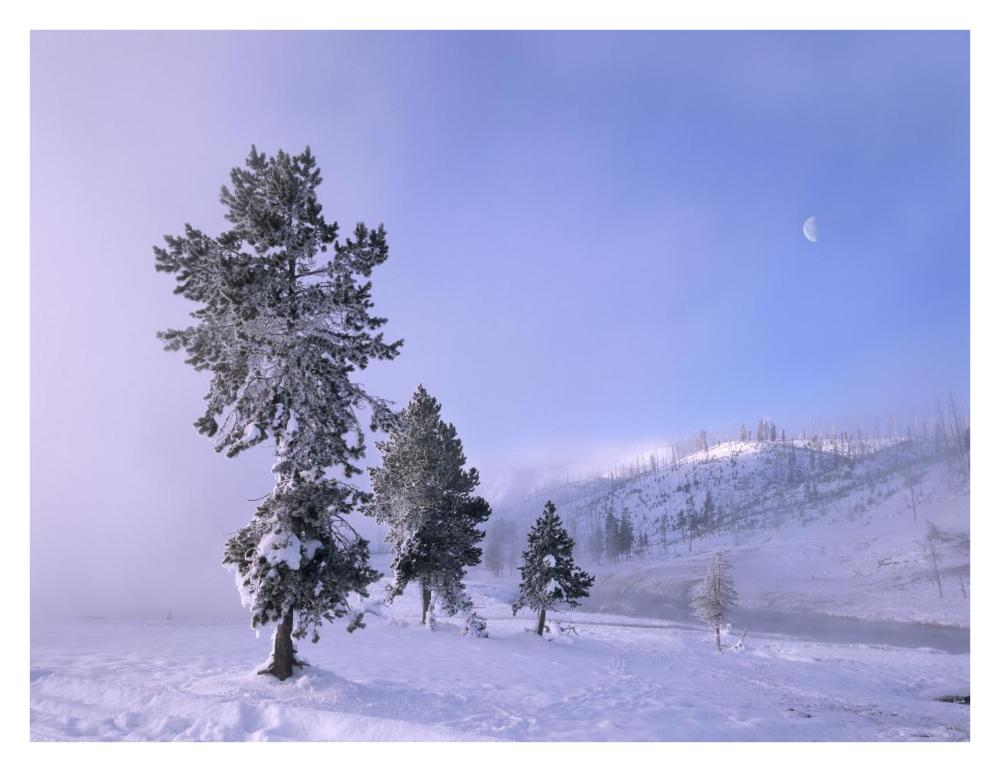 Snow-Covered Pines With Half Moon In Yellowstone National Park, Wyoming-Paper Art-34X26