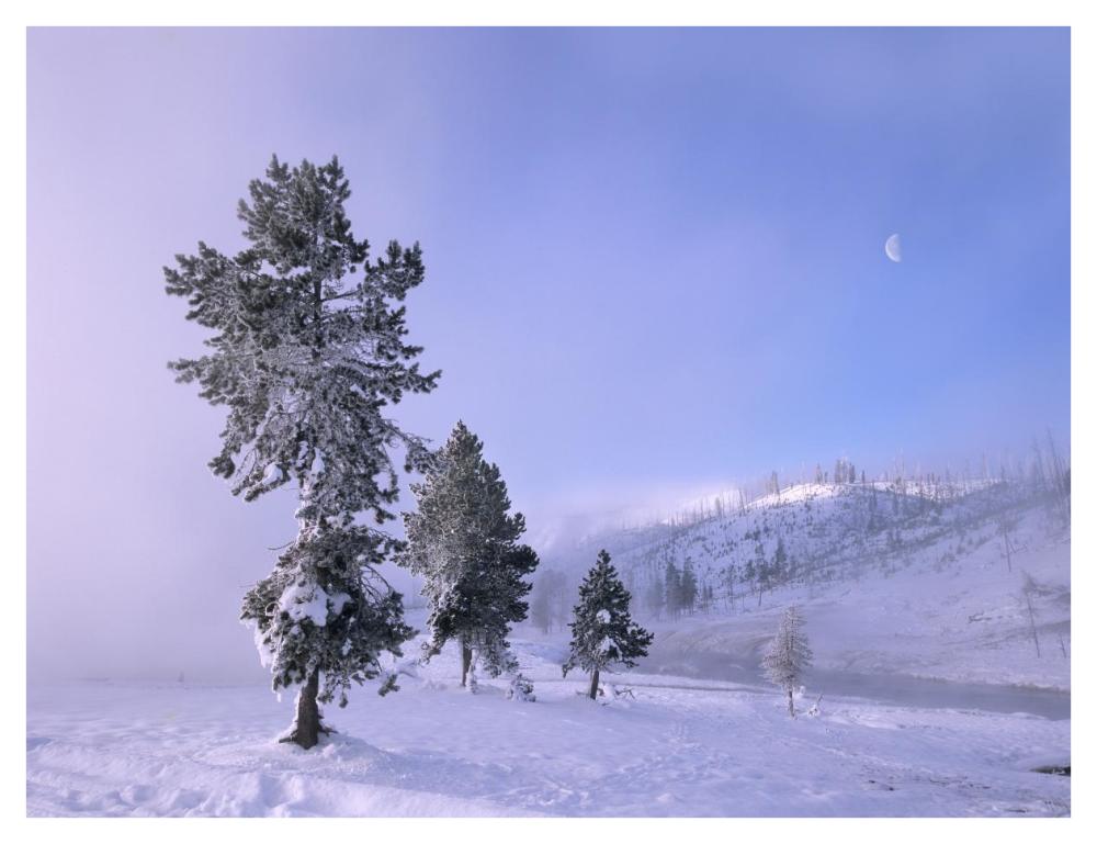 Snow-Covered Pines With Half Moon In Yellowstone National Park, Wyoming-Paper Art-42X32