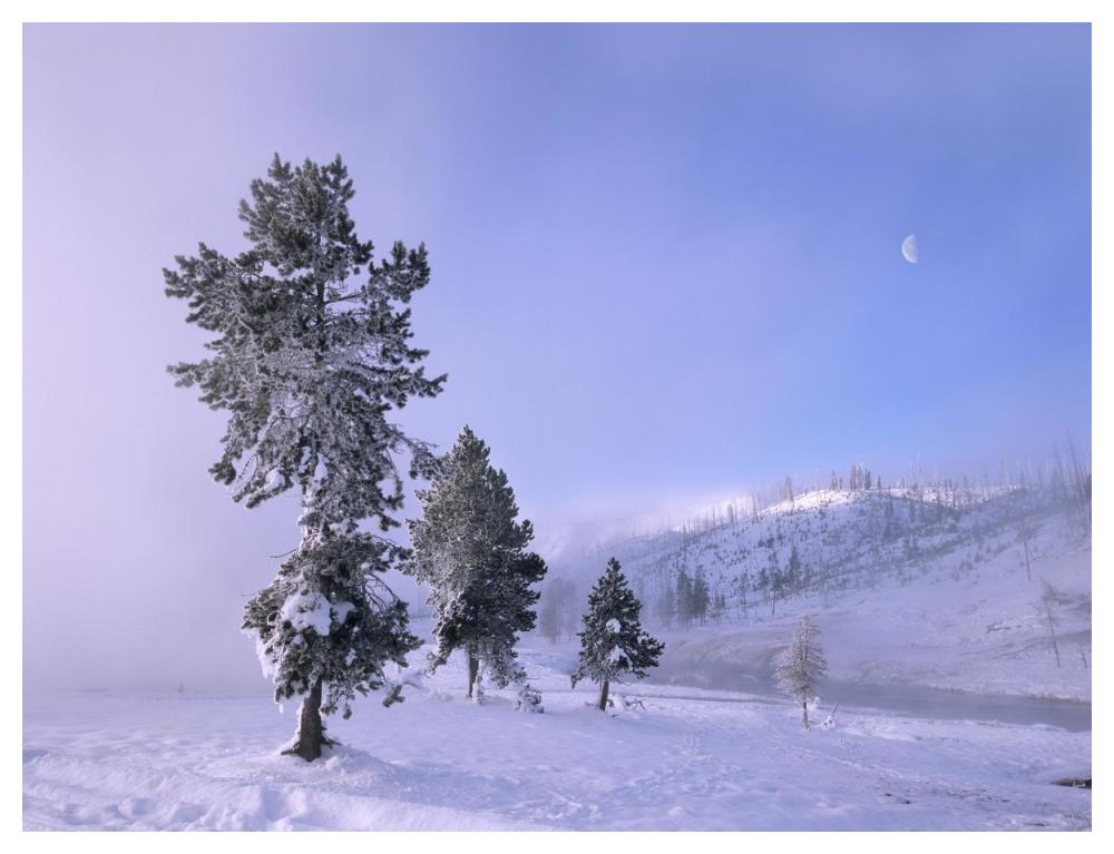 Snow-Covered Pines With Half Moon In Yellowstone National Park, Wyoming-Paper Art-50X38