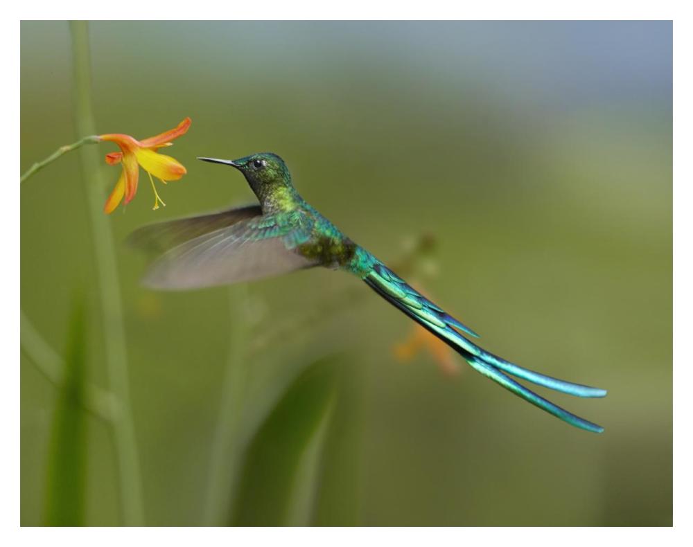 Long-Tailed Sylph Feeding On Flower Nectar, Jurong Bird Park, Singapore-Paper Art-18X14