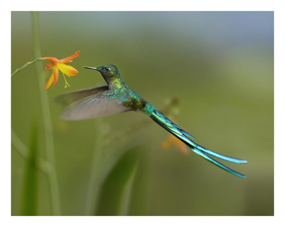 Long-Tailed Sylph Feeding On Flower Nectar, Jurong Bird Park, Singapore-Paper Art-26X20