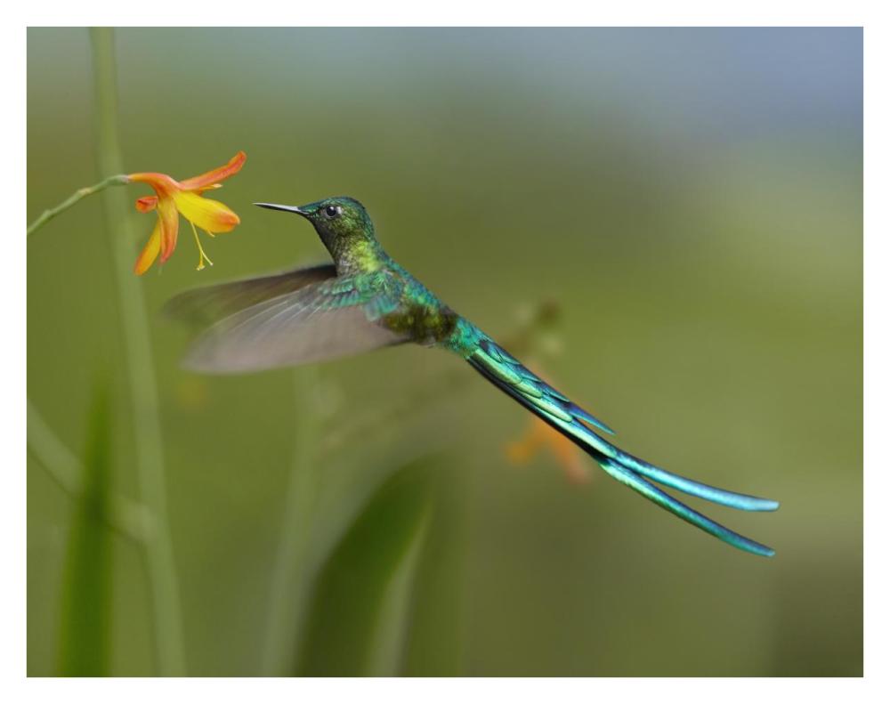 Long-Tailed Sylph Feeding On Flower Nectar, Jurong Bird Park, Singapore-Paper Art-34X26