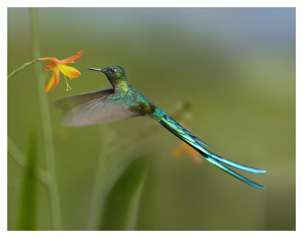 Long-Tailed Sylph Feeding On Flower Nectar, Jurong Bird Park, Singapore-Paper Art-42X32