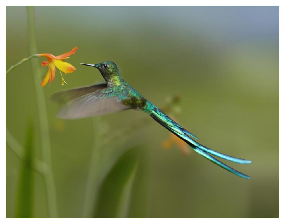 Long-Tailed Sylph Feeding On Flower Nectar, Jurong Bird Park, Singapore-Paper Art-50X38