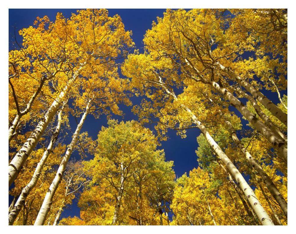 Aspen Grove In Fall Colors, Maroon Bells, Snowmass Wilderness, Colorado-Paper Art-18X14