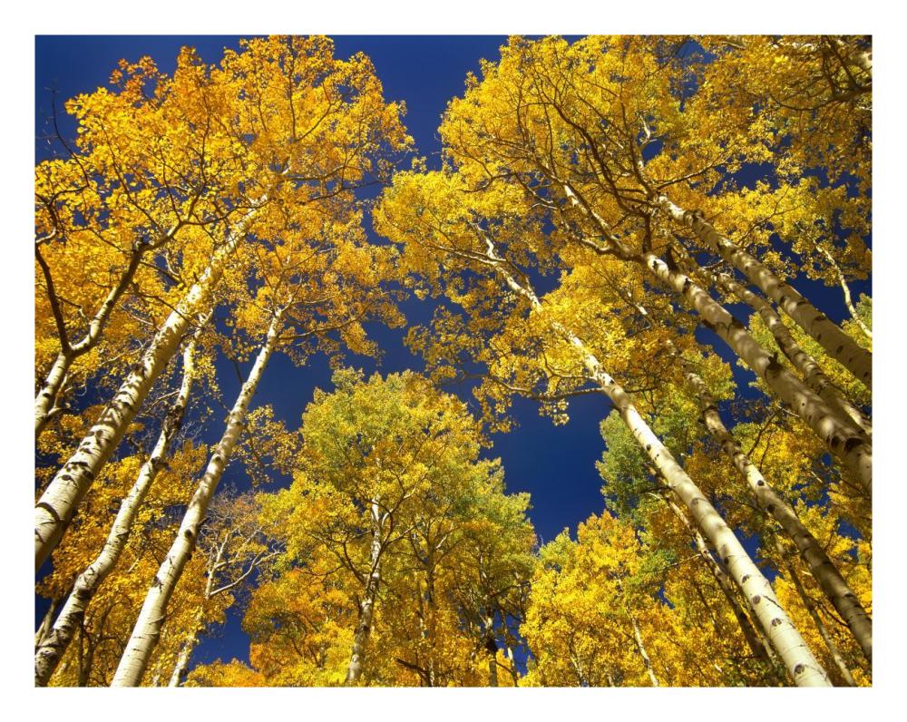 Aspen Grove In Fall Colors, Maroon Bells, Snowmass Wilderness, Colorado-Paper Art-26X20