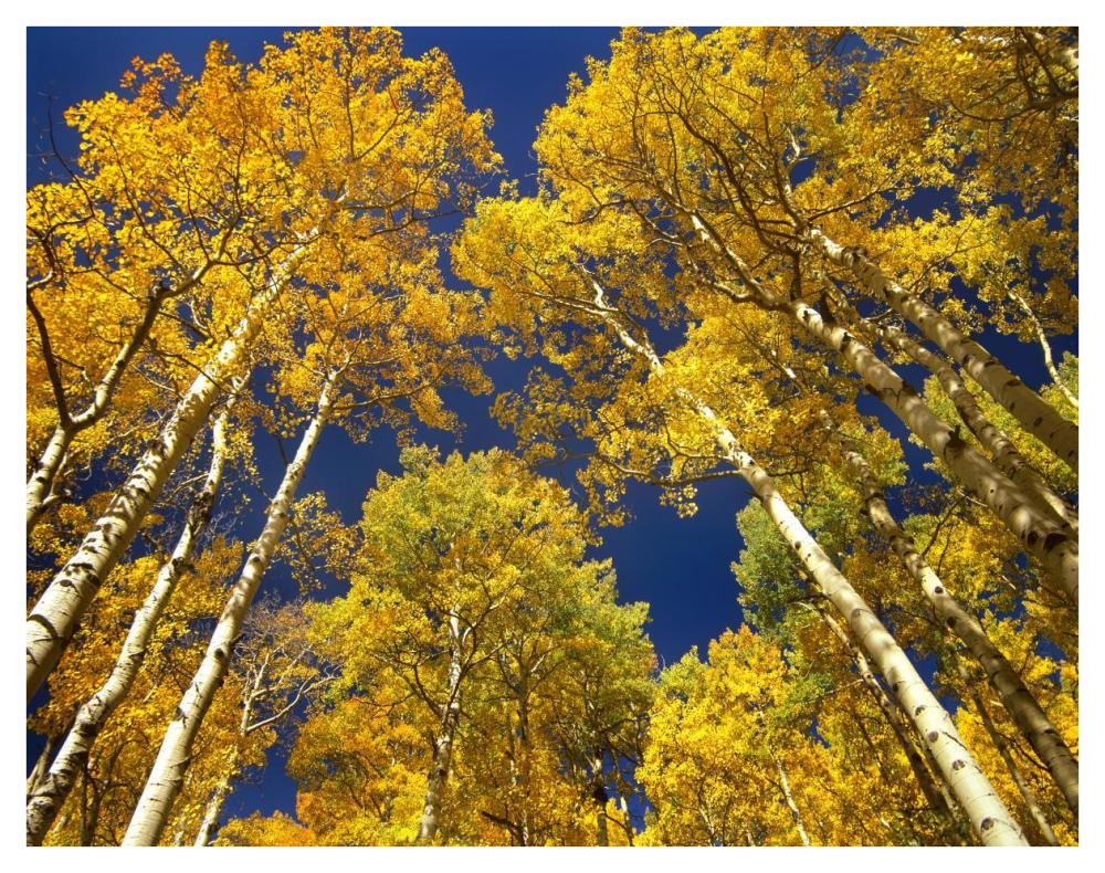 Aspen Grove In Fall Colors, Maroon Bells, Snowmass Wilderness, Colorado-Paper Art-42X32
