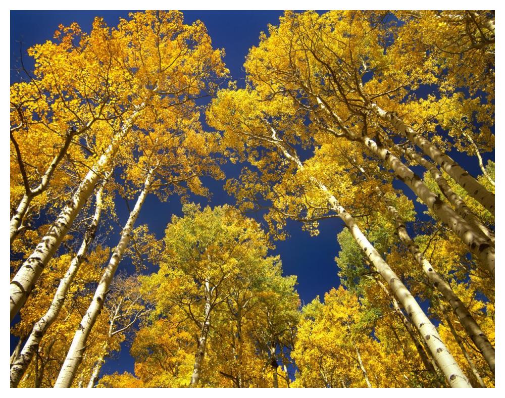 Aspen Grove In Fall Colors, Maroon Bells, Snowmass Wilderness, Colorado-Paper Art-50X38