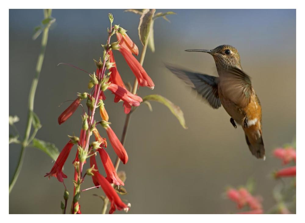 Broad-Tailed Hummingbird Feeding On Flower Nectar, Santa Fe, New Mexico-Paper Art-18X14