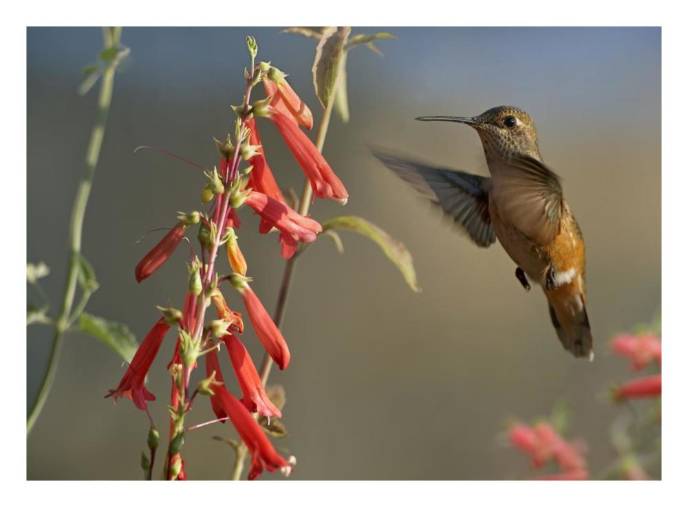 Broad-Tailed Hummingbird Feeding On Flower Nectar, Santa Fe, New Mexico-Paper Art-26X20
