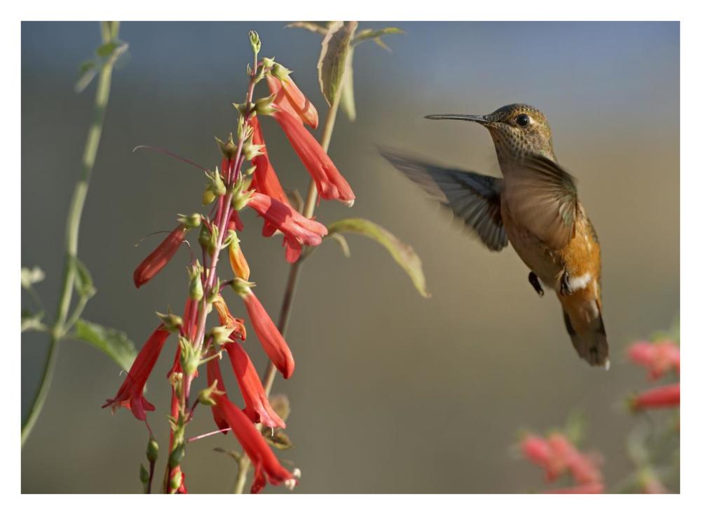 Broad-Tailed Hummingbird Feeding On Flower Nectar, Santa Fe, New Mexico-Paper Art-34X26