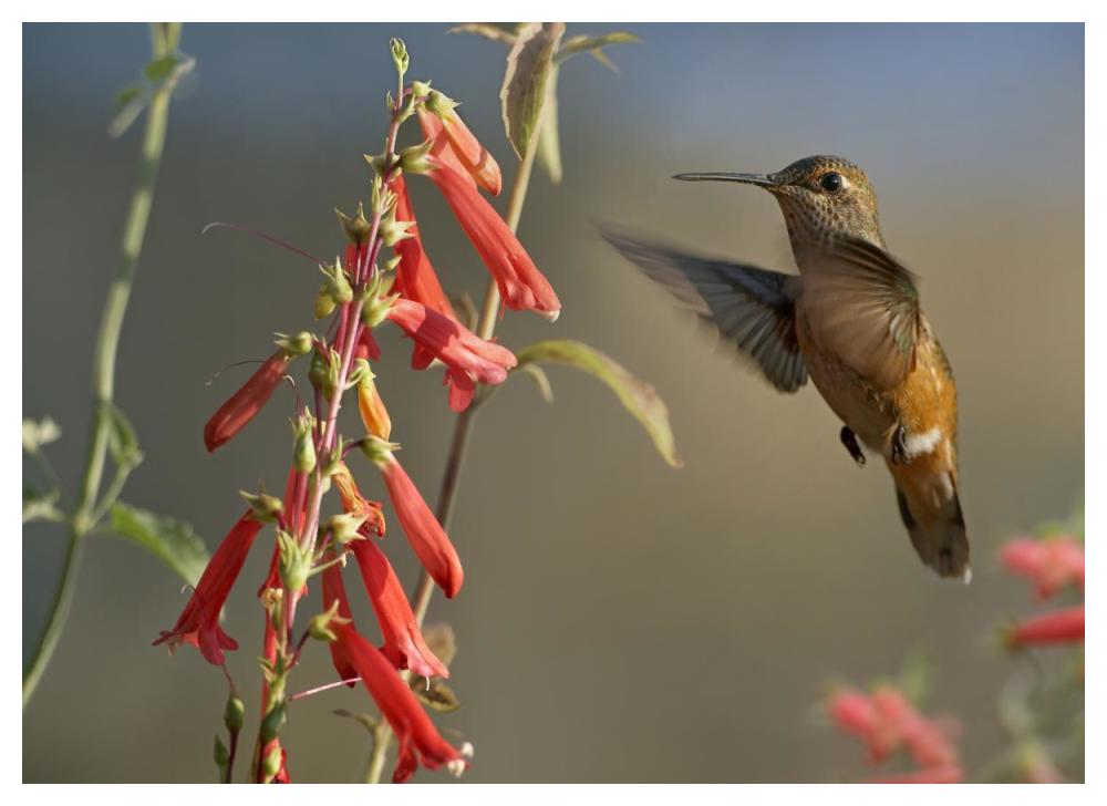 Broad-Tailed Hummingbird Feeding On Flower Nectar, Santa Fe, New Mexico-Paper Art-50X38