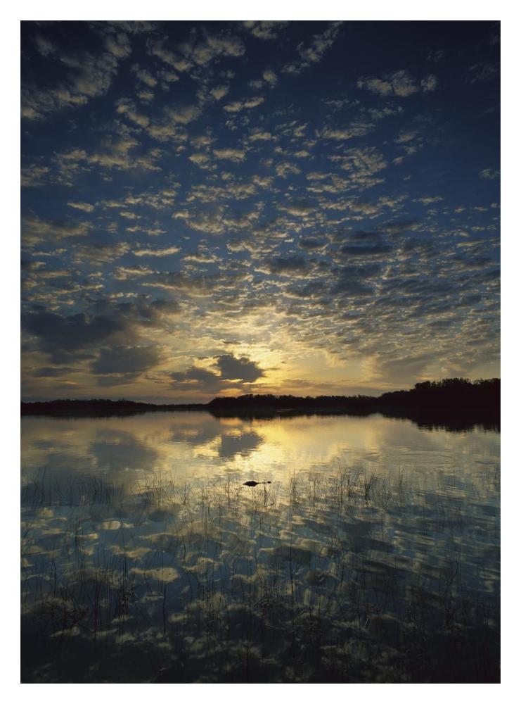 American Alligator In Nine-Mile Pond, Everglades National Park, Florida-Paper Art-14X18
