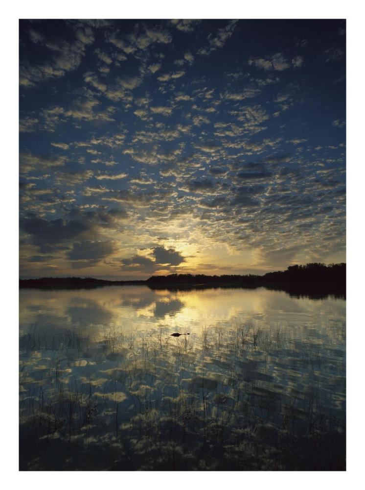 American Alligator In Nine-Mile Pond, Everglades National Park, Florida-Paper Art-20X26