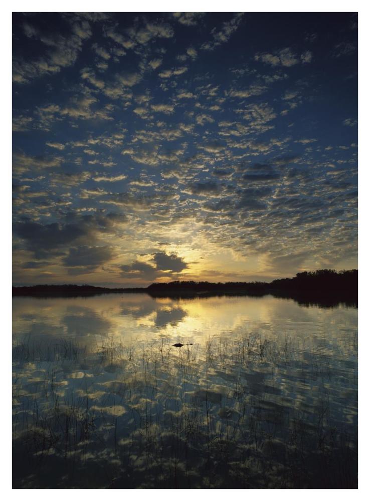 American Alligator In Nine-Mile Pond, Everglades National Park, Florida-Paper Art-32X42