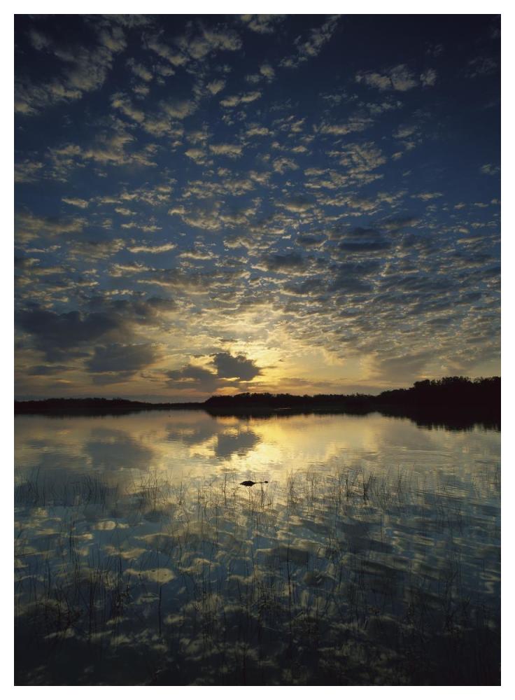 American Alligator In Nine-Mile Pond, Everglades National Park, Florida-Paper Art-38X50