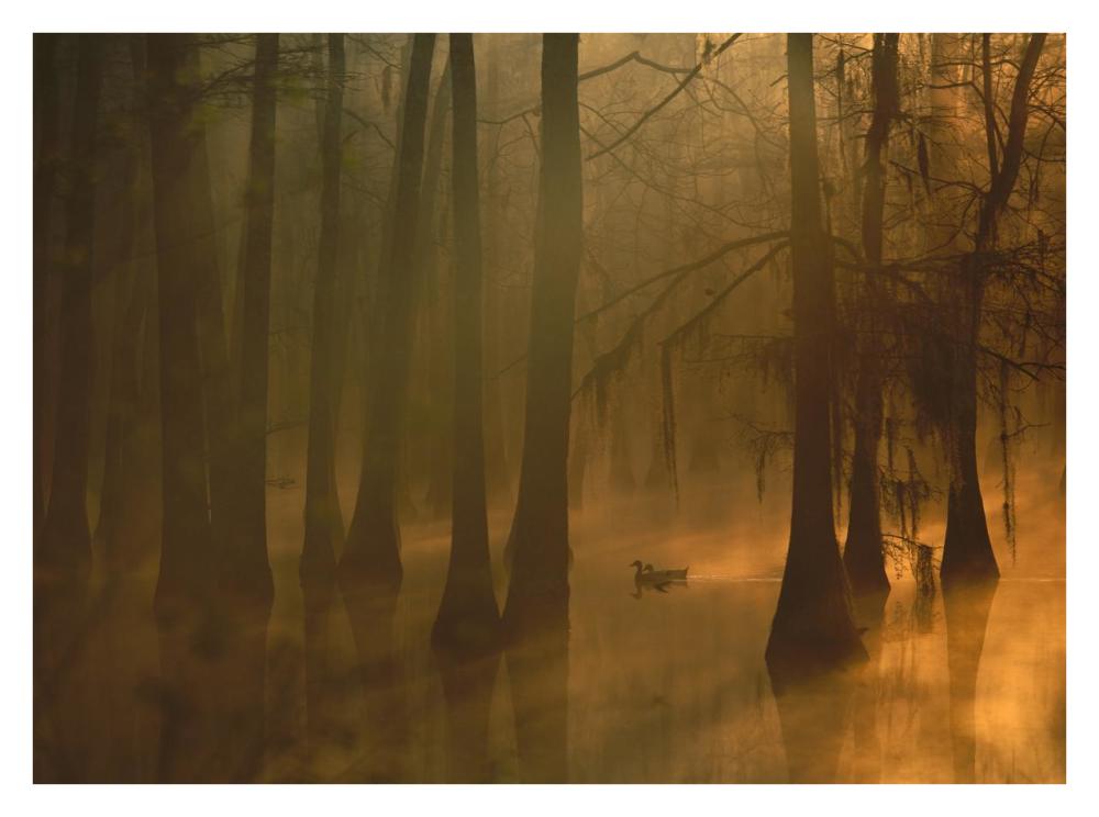 Mallard Pair In Cypress Swamp, Calcasieu River, Lake Charles, Louisiana-Paper Art-34X26