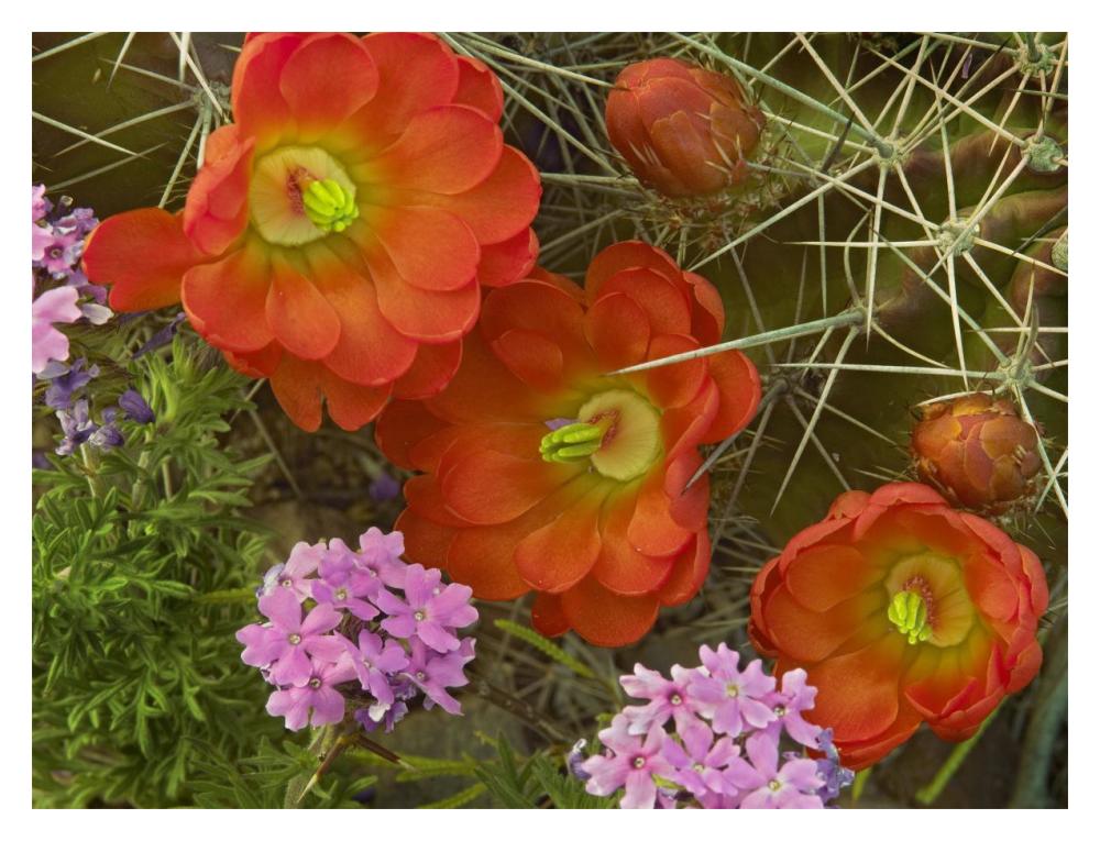 Claret Cup Cactus And Verbena Detail Of Flowers In Bloom, North America-Paper Art-18X14