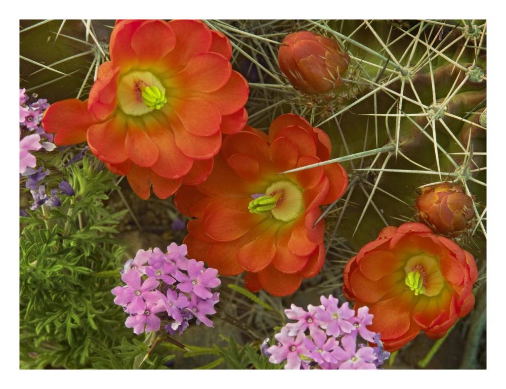 Claret Cup Cactus And Verbena Detail Of Flowers In Bloom, North America-Paper Art-26X20