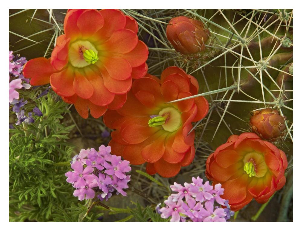 Claret Cup Cactus And Verbena Detail Of Flowers In Bloom, North America-Paper Art-34X26