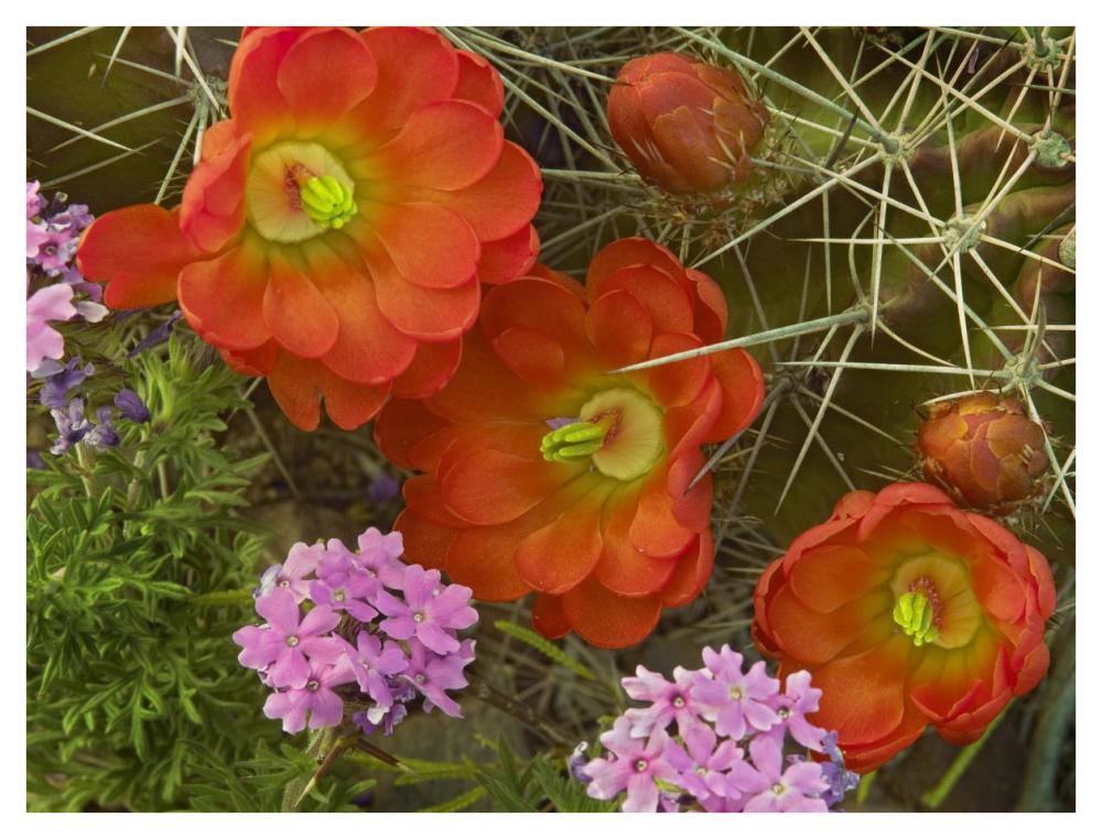 Claret Cup Cactus And Verbena Detail Of Flowers In Bloom, North America-Paper Art-42X32