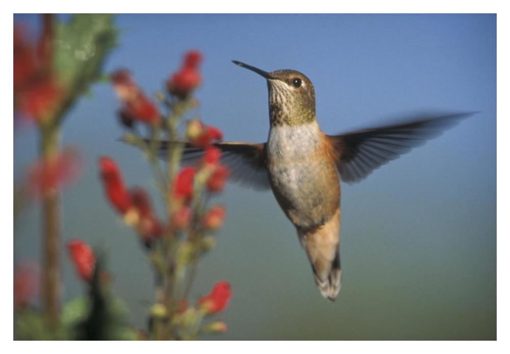 Rufous Hummingbird Feeding On The Nectar Of A Desert Figwort New Mexico-Paper Art-20X14