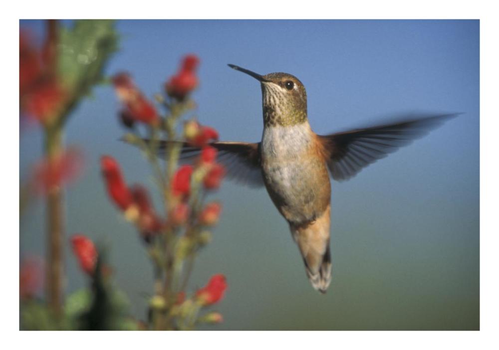 Rufous Hummingbird Feeding On The Nectar Of A Desert Figwort New Mexico-Paper Art-26X18
