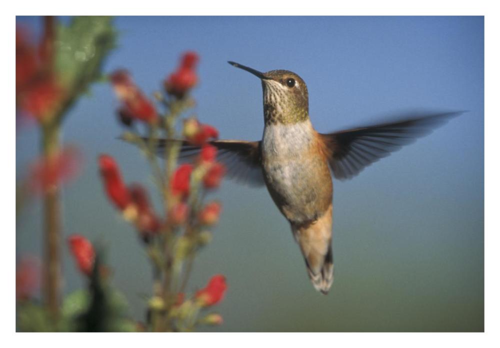Rufous Hummingbird Feeding On The Nectar Of A Desert Figwort New Mexico-Paper Art-32X22