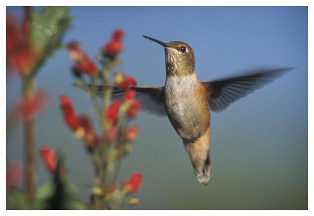 Rufous Hummingbird Feeding On The Nectar Of A Desert Figwort New Mexico-Paper Art-50X34