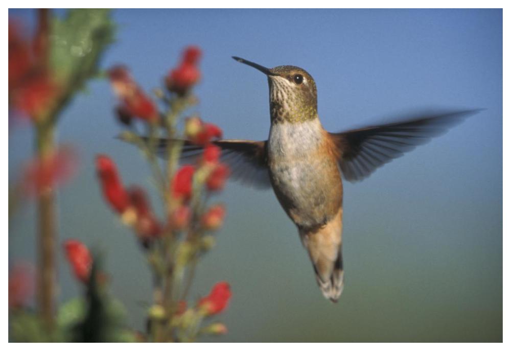 Rufous Hummingbird Feeding On The Nectar Of A Desert Figwort New Mexico-Paper Art-62X42