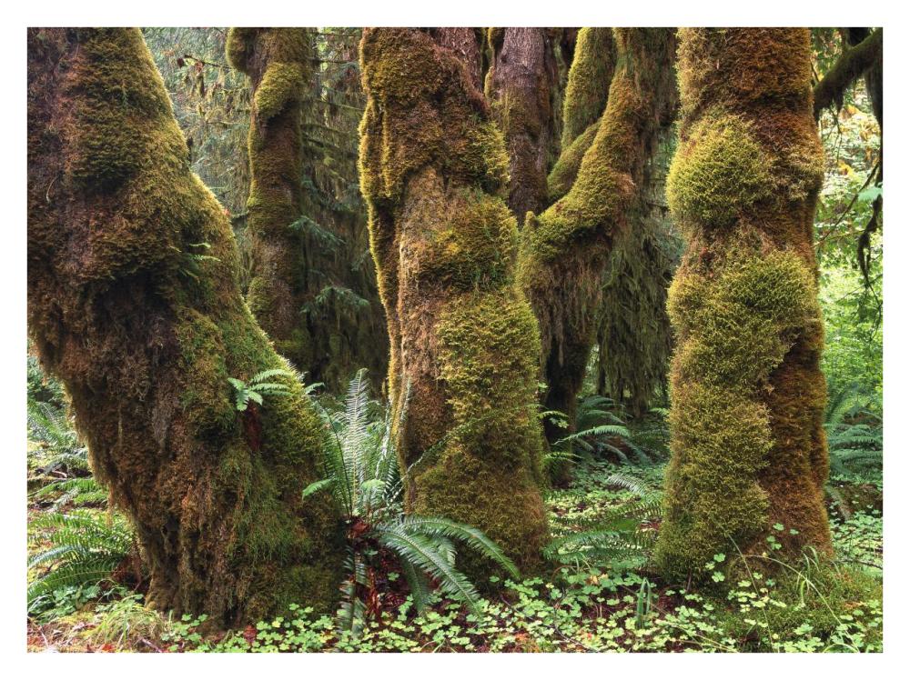 Mossy Big-Leaf Maples, Hoh Rainforest, Olympic National Park, Washington-Paper Art-34X26