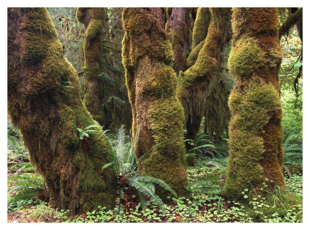 Mossy Big-Leaf Maples, Hoh Rainforest, Olympic National Park, Washington-Paper Art-42X32