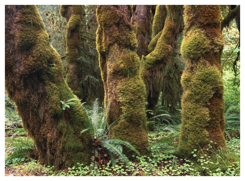 Mossy Big-Leaf Maples, Hoh Rainforest, Olympic National Park, Washington-Paper Art-50X38