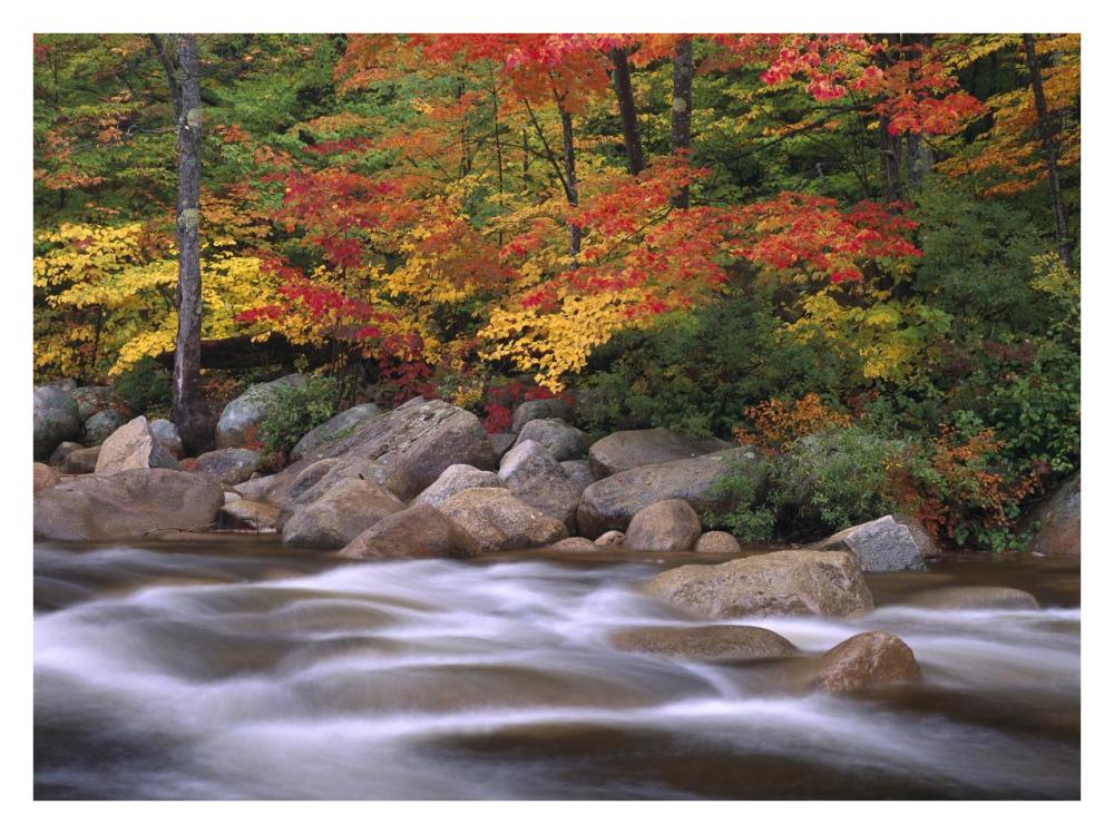 Autumn Along Swift River, White Mountains National Forest, New Hampshire-Paper Art-34X26