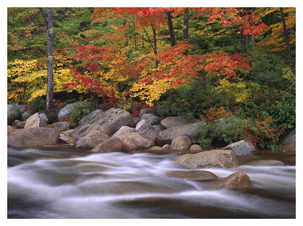 Autumn Along Swift River, White Mountains National Forest, New Hampshire-Paper Art-42X32