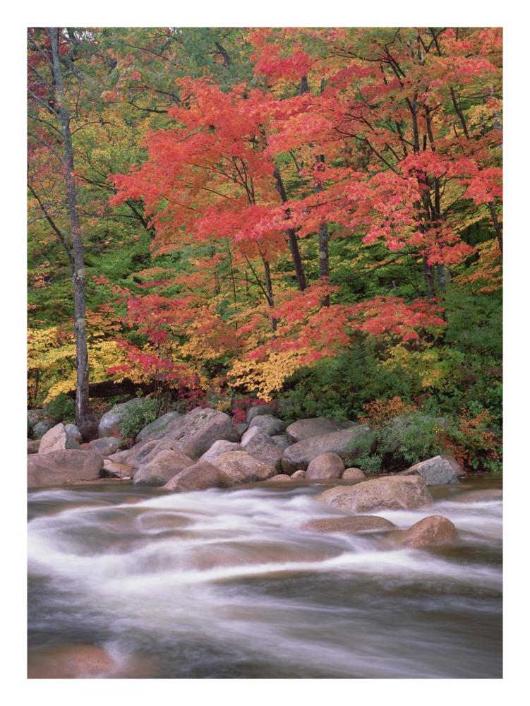 Autumn Along Swift River, White Mountains National Forest, New Hampshire-Paper Art-20X26